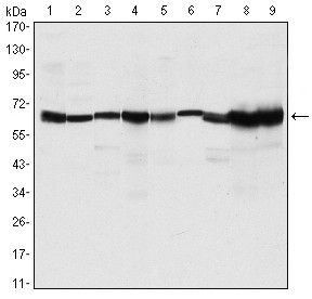 Western blot analysis using PRMT4 monoclonal antibody against MCF-7 (1) , HeLa (2) , NIH/3T3 (3) , HL-60 (4) , LNcap (5) , Jurkat (6) , PC-3 (7) , Cos7 (8) , and PC-12 (9) cell lysate.